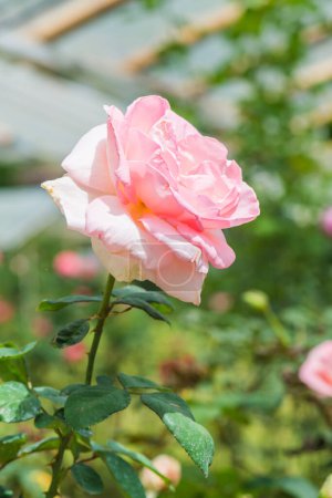 Grand Siecle Rose or Pink Rose in Garden, Thailand.