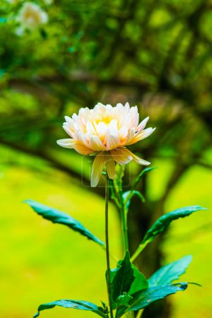 Foto de Primer plano de la flor blanca de Dhalia, Tailandia. - Imagen libre de derechos