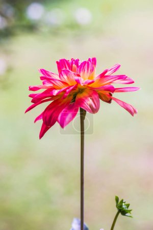 Foto de Primer plano de la flor de Dhalia naranja Tailandia. - Imagen libre de derechos