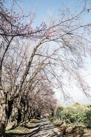 Cherry Blossum Park à Chiangmai Province, Thaïlande