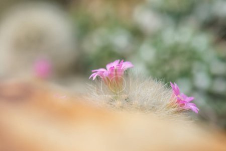 Flower of Mammillaria plumosa in Thailand