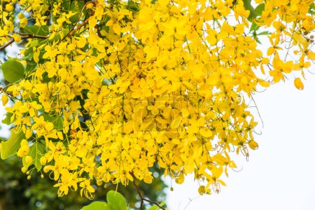 Flores doradas de la ducha en árbol, Tailandia
