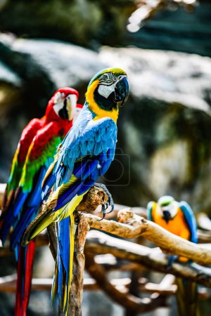 Macaw bird in Thai, Thailand.