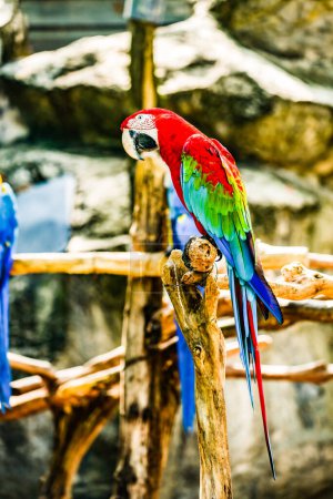 Macaw bird in Thai, Thailand.