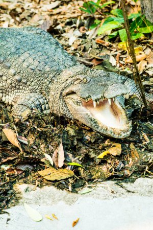 Freshwater Crocodile or Siamese Crocodile, Thailand