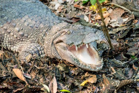 Crocodile d'eau douce ou crocodile siamois, Thaïlande