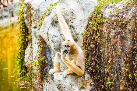 Portrait of White cheeked Gibbon, Thailand