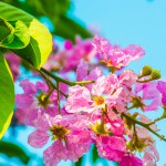 Lagerstroemia flowers with blue sky, Thailand
