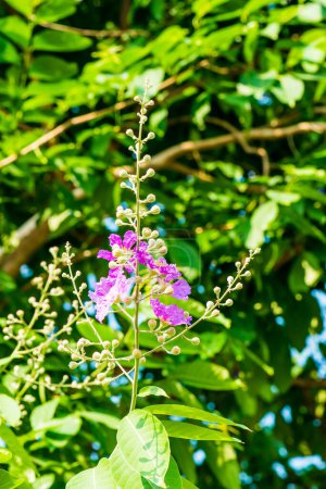 Lagerstroemia fleurs avec fond de feuilles vertes, Thaïlande