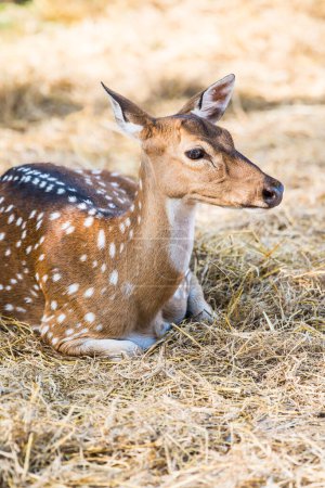 Portrait of Spotted Deer, Thailand