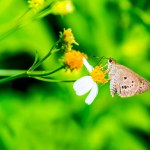 Little butterfly on flower in the garden, Thailand