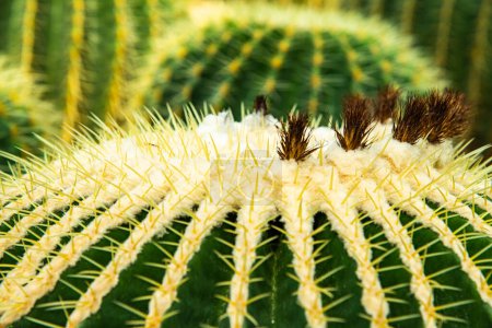 Close up of Echinocactus Grusonii, Thailand.