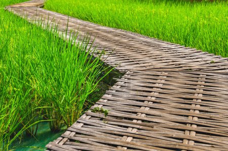 Bamboo walkway in rice fields at Chiang Mai Province, Thailand.