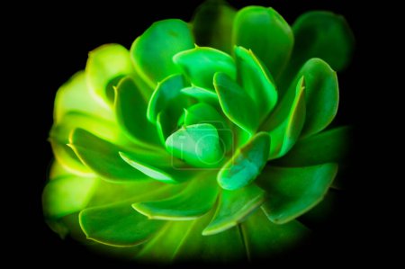 Leaves of Succulent Plant. This plant is commonly used to decorate gardens and buildings.