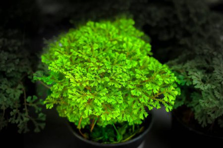 Selaginella kraussiana en pépinière. Cette plante est couramment utilisée pour décorer les jardins et les bâtiments.