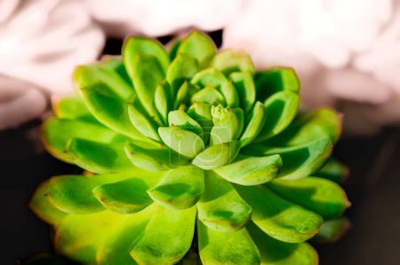Leaves of Succulent Plant. This plant is commonly used to decorate gardens and buildings.