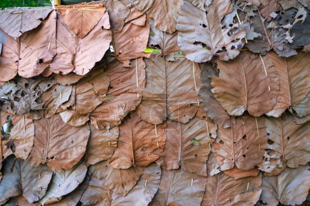Teak leaves are assembled into panels to be used as decorative materials or as walls for local buildings. This type of work is popular in the northern region of Thailand.