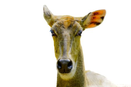 The nilgai or blue bull with white background. It is a type of mammal in the cow and buffalo family. It is the only animal in the genus Boselaphus.