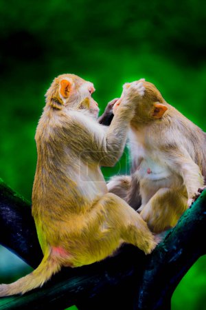 Deux macaques se reposent et jouent sur la branche.