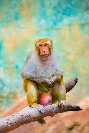 Un macaque rhésus est assis et se repose sur la branche.