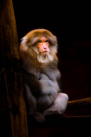 Assamese Macaque est assise et se repose sur la branche.