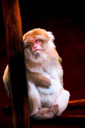 Assamese Macaque is sitting and resting on the branch.