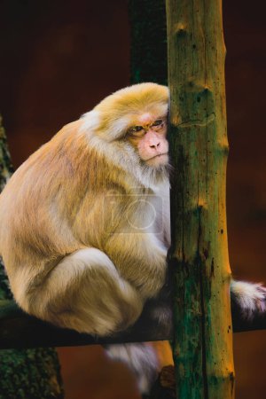 Assamese Macaque est assise et se repose sur la branche.