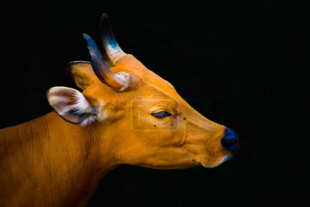 head of banteng with dark background in Thailand.