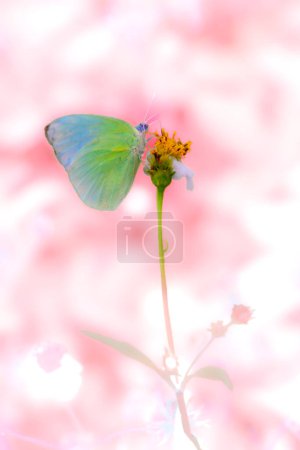 A pastel yellow butterfly sucks nectar from a flower in the garden.
