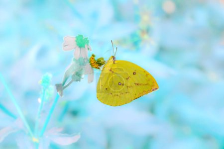 A yellow butterfly sucks nectar from a flower  in the garden.
