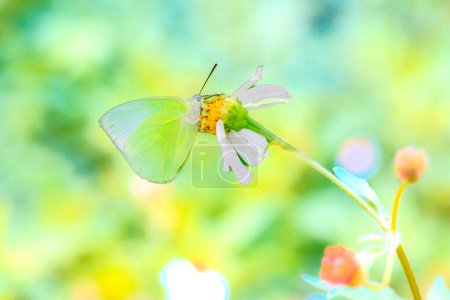 A pastel yellow butterfly sucks nectar from a small flower amidst beautiful nature.