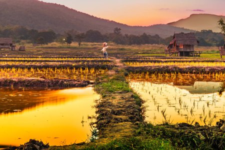 Evening rice fields at Huay Tung Tao in Chiang Mai Province, Thailand.
