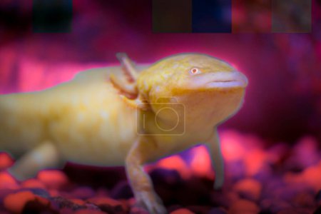 Axolotl is standing on a rock under clear water.