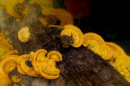 Golden wild mushrooms on a log in the forest at Pang Sida National Park, Sa Kaeo Province.