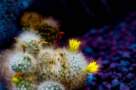Téléchargez les photos : Fleurs jaunes d'Echinocactus sp dans le jardin de cactus - en image libre de droit