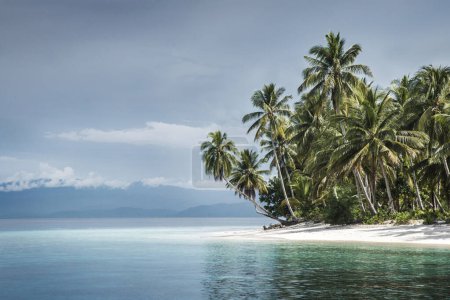 Foto de Beautiful tropical beach with palm trees and blue sky. Raja Ampat, Indonesia, by Pascal Kehl - Imagen libre de derechos