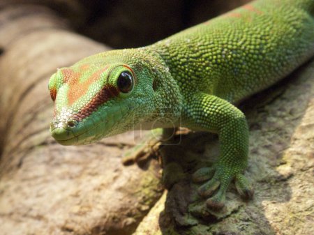 Foto de Closeup of a Madagascar day gecko in the jungle on a branch, by Pascal Kehl - Imagen libre de derechos