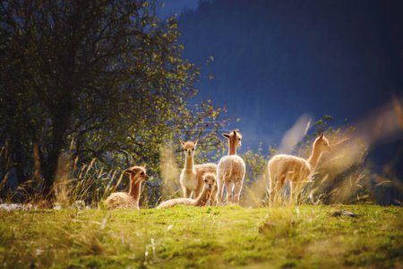 Téléchargez les photos : Vicuas (south american camelids) resting and enjoying the scenery - en image libre de droit