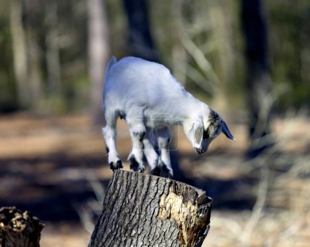 Photo for A small white baby goat climbing on a tree stump - Royalty Free Image