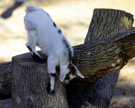 Foto de A small goat playing on a tree stump on a farm - Imagen libre de derechos