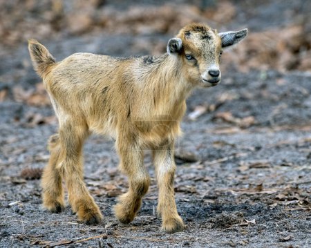 Foto de A small brown baby goat on a farm - Imagen libre de derechos