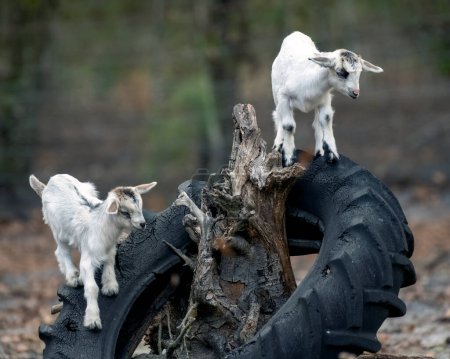 Foto de Two White baby goats playing on an old tractor tire - Imagen libre de derechos