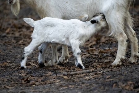 Téléchargez les photos : A small white baby goat nursing from its mother - en image libre de droit