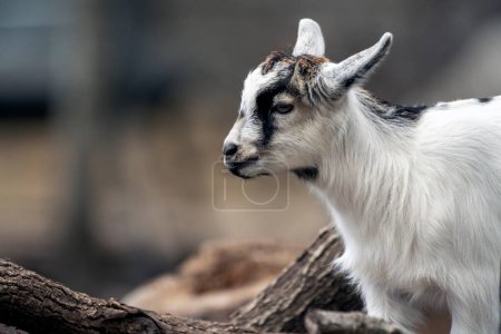 Foto de A close up of a black and white baby goat - Imagen libre de derechos