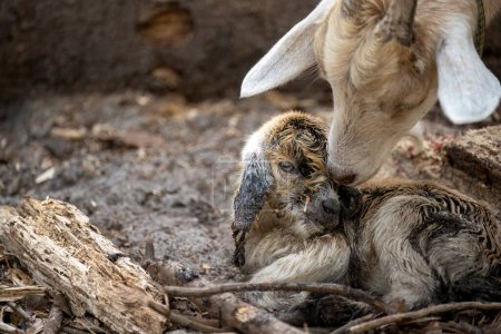Foto de Una cabra recién nacida y su madre - Imagen libre de derechos
