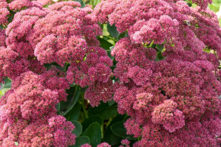 Sedum Autumn Joy, also known as stonecrop, is an easy care drought tolerant perennial which blooms in the late summer garden.
