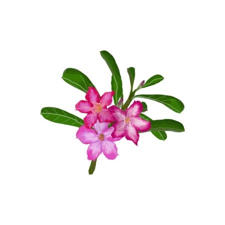 Illustration for Adenium is a flowering plants that is grown as houseplant - Royalty Free Image