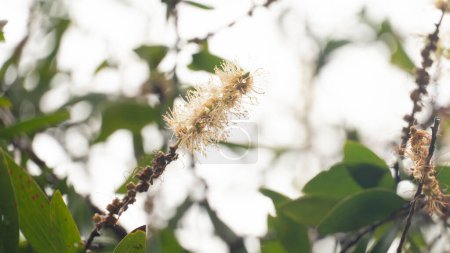 Photo for White flower pollen that raises a beautiful bouquet of Melaleuca quinquenervia flower. Blurred background of green leaves and branches under bright sky. - Royalty Free Image
