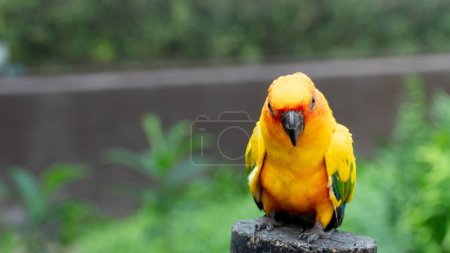 Téléchargez les photos : Perroquet Nom d'espèce d'oiseau de la perruche du soleil ou Aratinga solstitialis. Tenez-vous sur la bûche. avec fond flou d'herbe verte et mur de ciment dans le zoo. - en image libre de droit