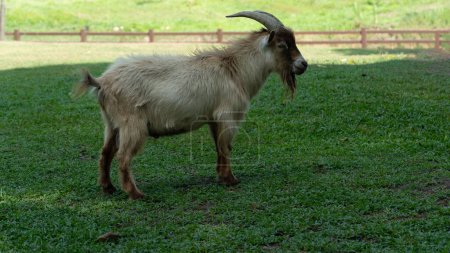 Téléchargez les photos : Animal dans le zoo petit chèvre. Il y a deux belles cornes de chaque côté. Marcher sur une belle pelouse verte luxuriante. Fond de clôture en bois et la lumière du soleil sont loin. - en image libre de droit